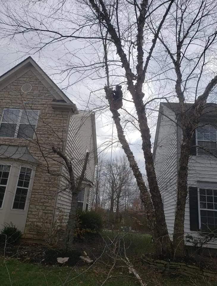 Affordable lawn care service for homes in Columbus, OH by Bray’s Arbor Specialists