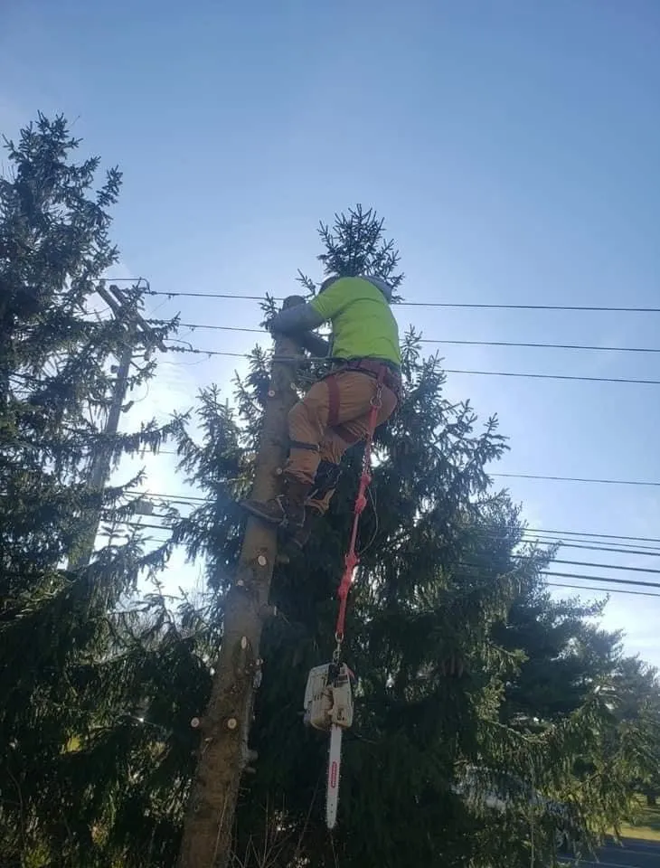 Affordable garden landscaping experts serving Columbus, OH - Bray’s Arbor Specialists