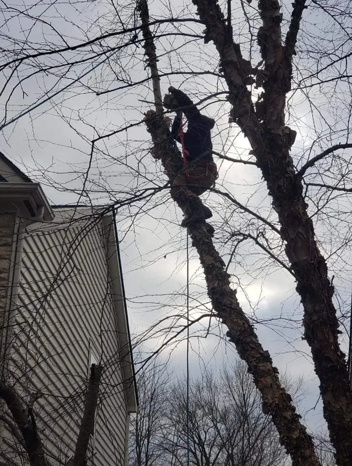 Top-rated residential landscaping experts serving Columbus, OH - Bray’s Arbor Specialists