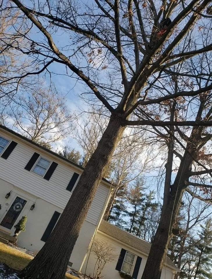 Custom lawn care service experts serving Columbus, OH - Bray’s Arbor Specialists