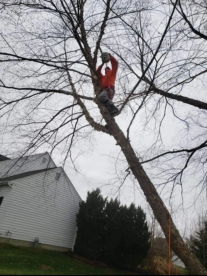 Custom landscape installation in Columbus, OH - Bray’s Arbor Specialists