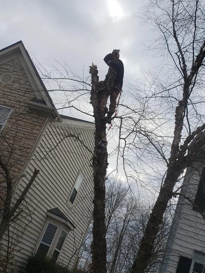 Top-rated outdoor landscaping in Columbus, OH - Bray’s Arbor Specialists