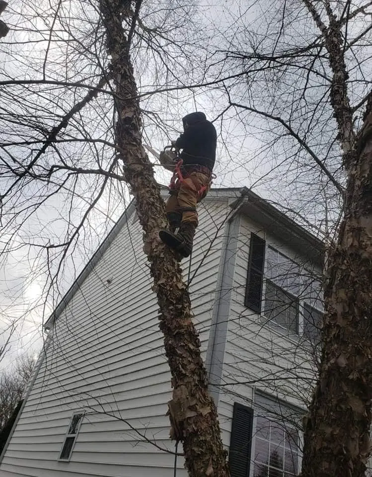 Trusted lawn mowing service experts serving Columbus, OH - Bray’s Arbor Specialists