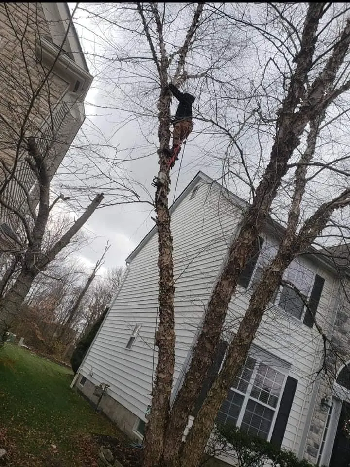 Local residential landscaping experts serving Columbus, OH - Bray’s Arbor Specialists