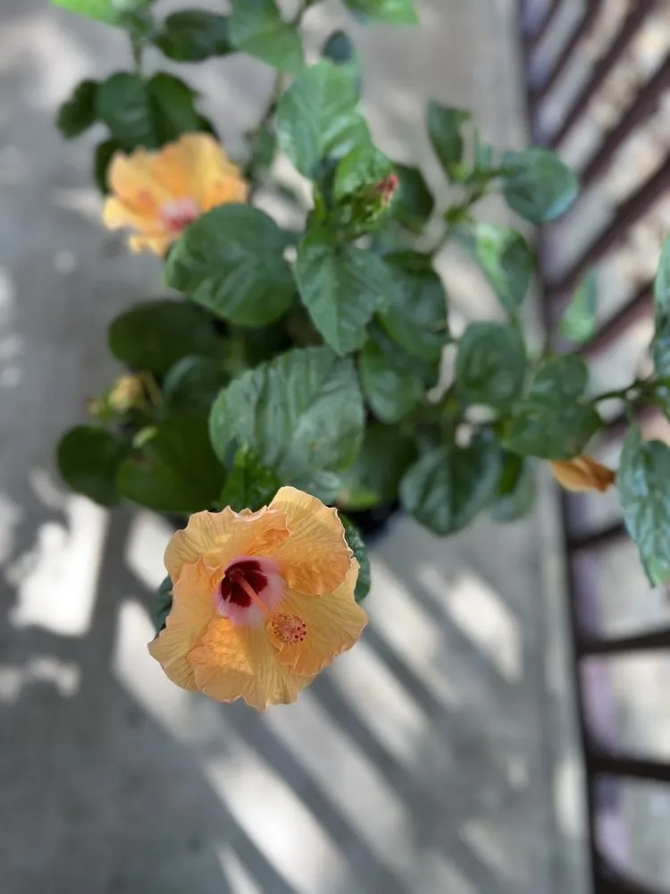 Local landscape installation for beautiful yards across College Station, TX - Brazos Valley Tree Farm Nursery And Garden Center