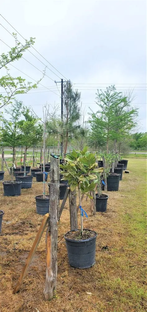 Reliable lawn mowing service in College Station, TX by Brazos Valley Tree Farm Nursery And Garden Center