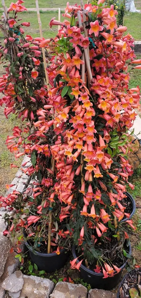 Top-rated yard cleanup service with custom design across College Station, TX - Brazos Valley Tree Farm Nursery And Garden Center