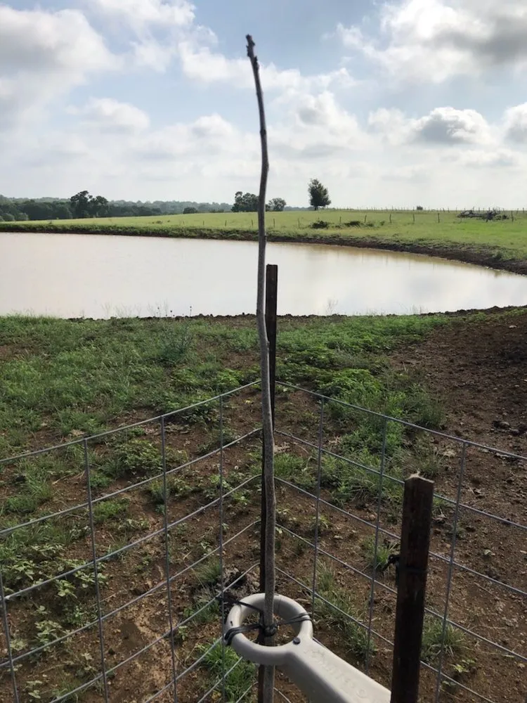 Trusted outdoor landscaping for homes across College Station, TX - Brazos Valley Tree Farm Nursery And Garden Center