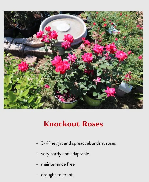 Expert lawn care service in College Station, TX - Brazos Valley Tree Farm Nursery And Garden Center