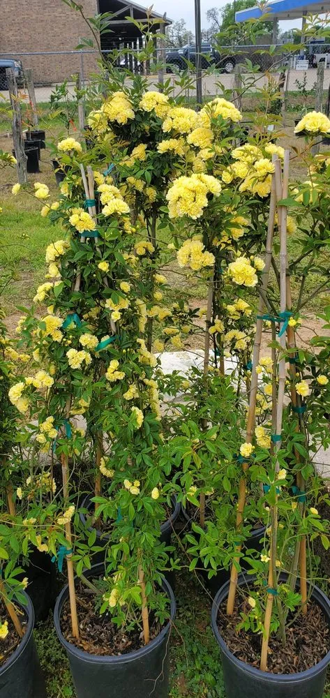 Local yard cleanup service in College Station, TX - Brazos Valley Tree Farm Nursery And Garden Center