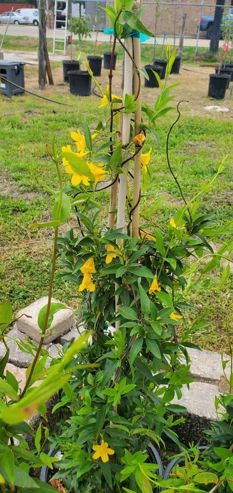 Top-rated lawn care service in College Station, TX by Brazos Valley Tree Farm Nursery And Garden Center