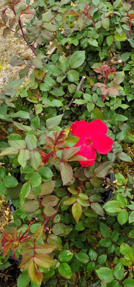 Top-rated lawn care service experts serving College Station, TX - Brazos Valley Tree Farm Nursery And Garden Center