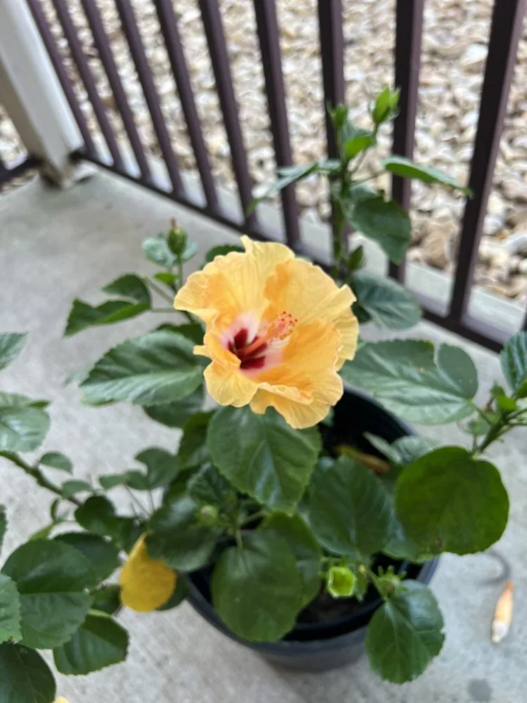 Professional yard cleanup service in College Station, TX - Brazos Valley Tree Farm Nursery And Garden Center