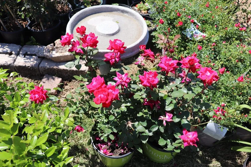 Professional outdoor landscaping for homes in College Station, TX by Brazos Valley Tree Farm Nursery And Garden Center