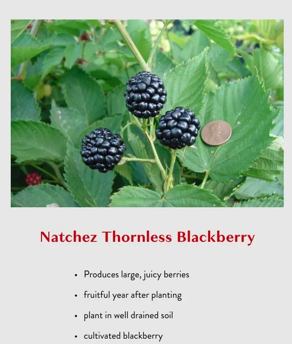 Custom landscape design for year-round maintenance in College Station, TX by Brazos Valley Tree Farm Nursery And Garden Center