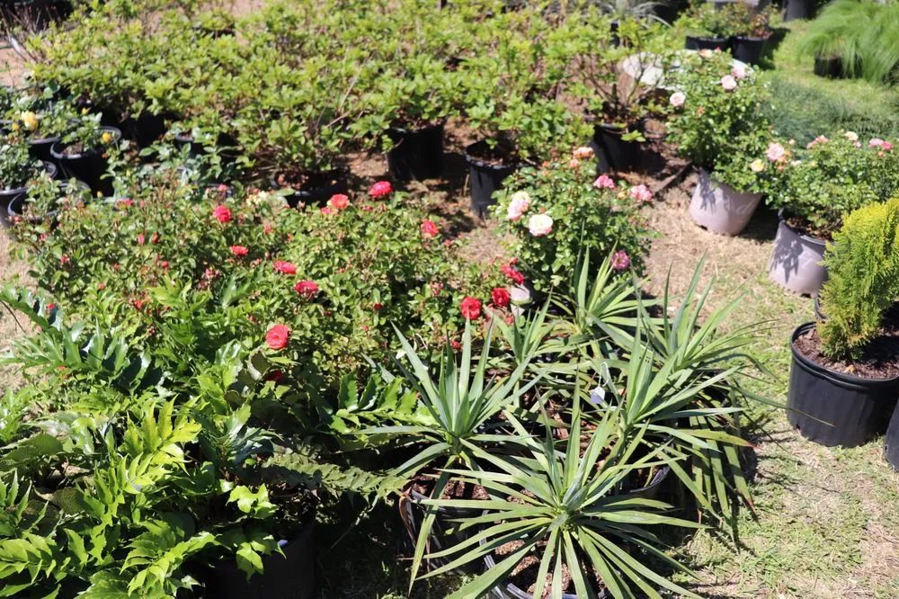 Custom lawn care service near you in College Station, TX by Brazos Valley Tree Farm Nursery And Garden Center