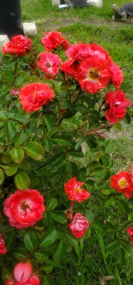 Local landscape installation experts serving College Station, TX - Brazos Valley Tree Farm Nursery And Garden Center