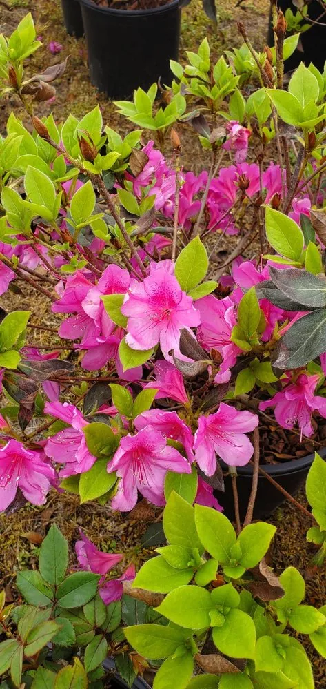 Reliable landscaping services in College Station, TX - Brazos Valley Tree Farm Nursery And Garden Center