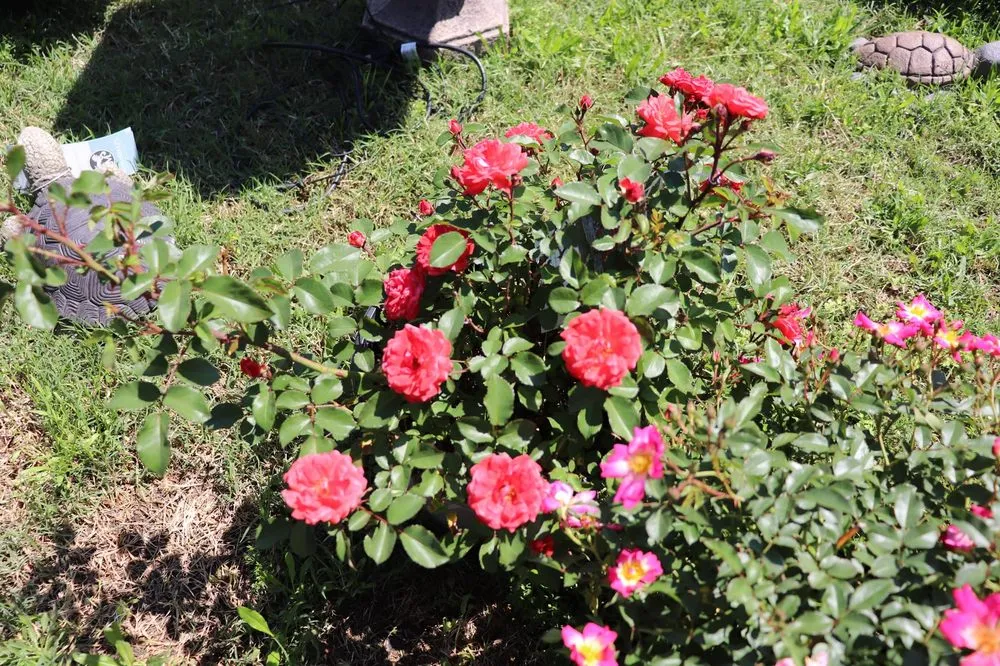 Reliable landscape design in College Station, TX by Brazos Valley Tree Farm Nursery And Garden Center