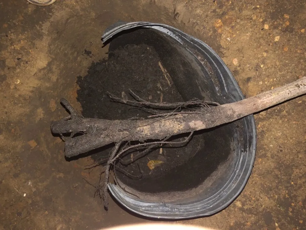 Reliable landscaping services in College Station, TX by Brazos Valley Tree Farm Nursery And Garden Center