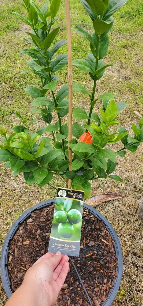 Reliable landscaping services in College Station, TX by Brazos Valley Tree Farm Nursery And Garden Center