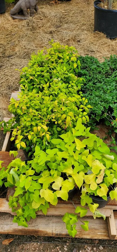 Top-rated landscaping services for residential properties in College Station, TX by Brazos Valley Tree Farm Nursery And Garden Center