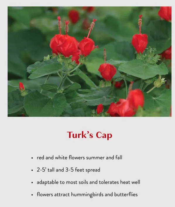 Professional residential landscaping experts serving College Station, TX - Brazos Valley Tree Farm Nursery And Garden Center