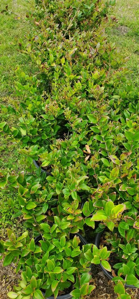 Reliable yard cleanup service in College Station, TX - Brazos Valley Tree Farm Nursery And Garden Center