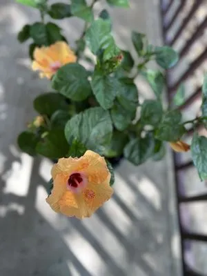 Brazos Valley Tree Farm Nursery And Garden Center Logo