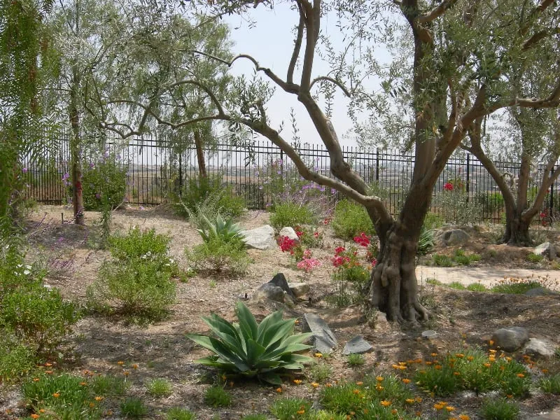 Professional landscape design near you in San Diego, CA by Breceda Landscape