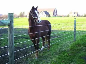 Custom yard cleanup service in Fredericksburg, VA by Breedens lawn and landscaping