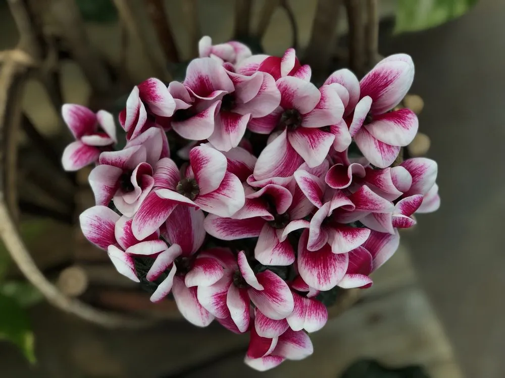 Affordable garden landscaping experts serving Chagrin Falls, OH - Breezewood Gardens & Gifts