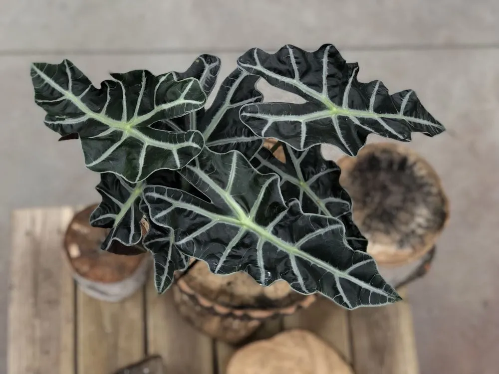 Professional residential landscaping in Chagrin Falls, OH - Breezewood Gardens & Gifts