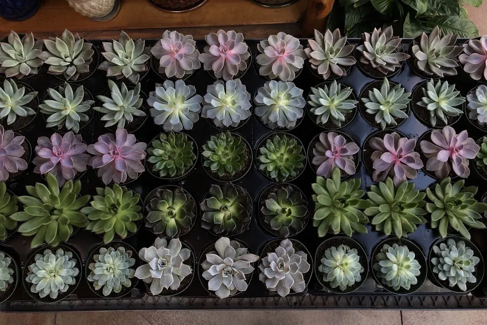 Professional outdoor landscaping in Chagrin Falls, OH - Breezewood Gardens & Gifts