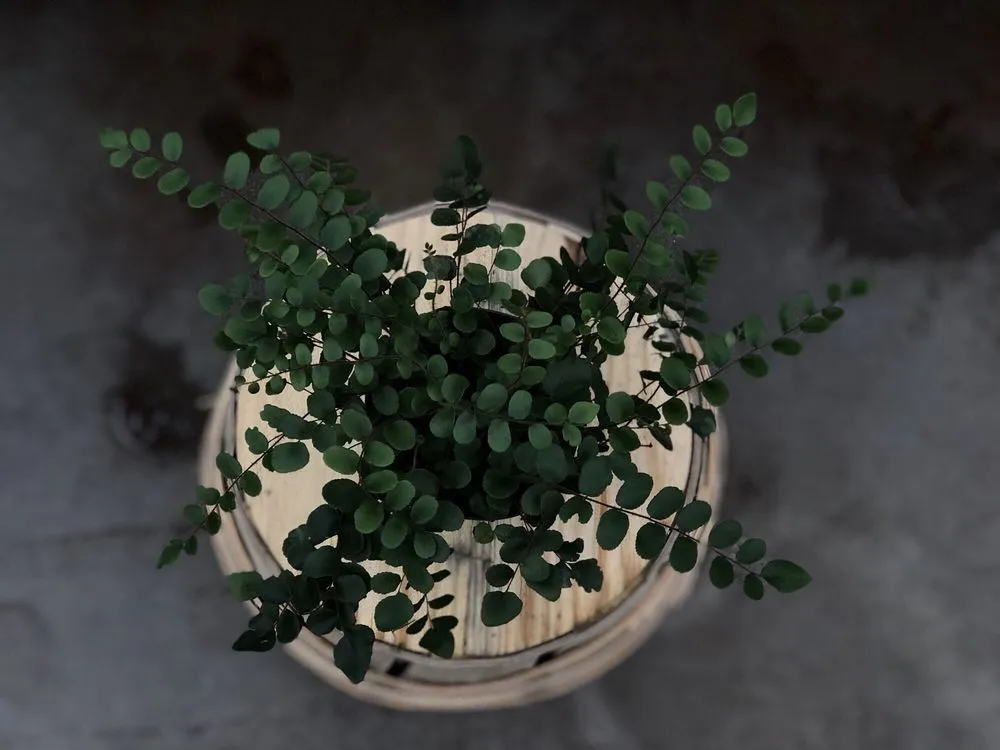 Reliable residential landscaping in Chagrin Falls, OH - Breezewood Gardens & Gifts