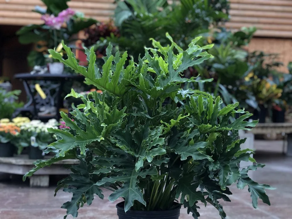 Top-rated garden landscaping for homes in Chagrin Falls, OH by Breezewood Gardens & Gifts