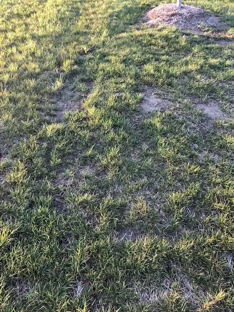 Affordable lawn mowing service in Salem, WI - Breezy Hill Nursery