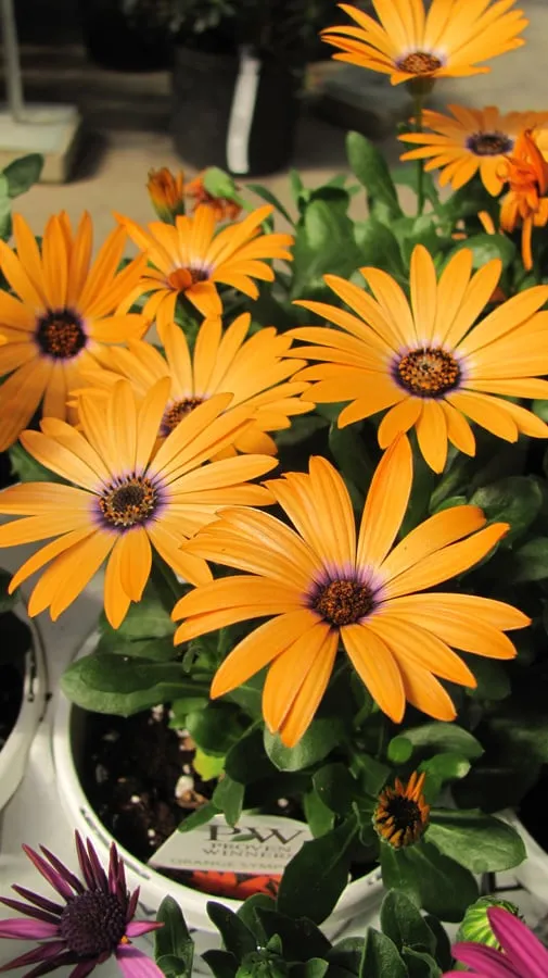 Reliable residential landscaping for residential properties in Salem, WI by Breezy Hill Nursery