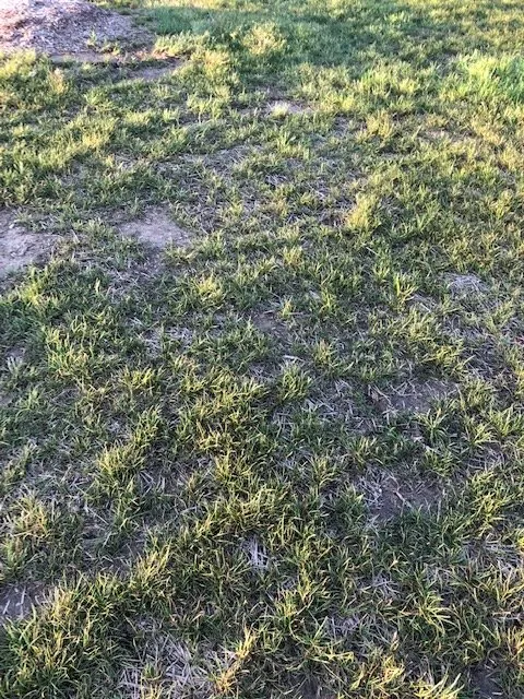 Top-rated lawn mowing service experts serving Salem, WI - Breezy Hill Nursery