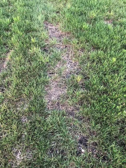 Reliable yard cleanup service in Salem, WI - Breezy Hill Nursery