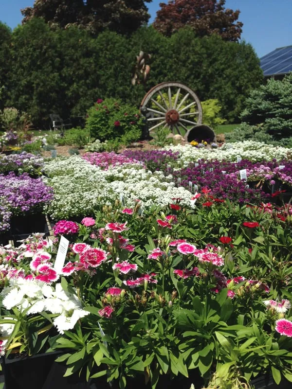 Local yard maintenance experts serving Salem, WI - Breezy Hill Nursery