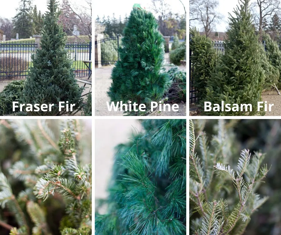 Affordable outdoor landscaping experts serving Salem, WI - Breezy Hill Nursery