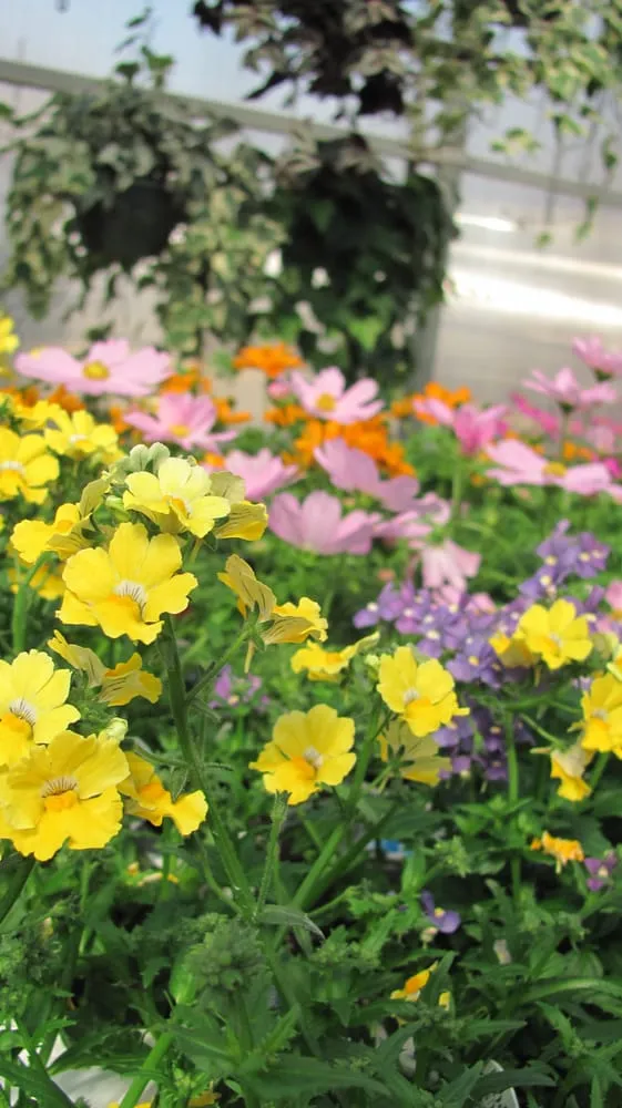 Trusted lawn mowing service for beautiful yards across Salem, WI - Breezy Hill Nursery