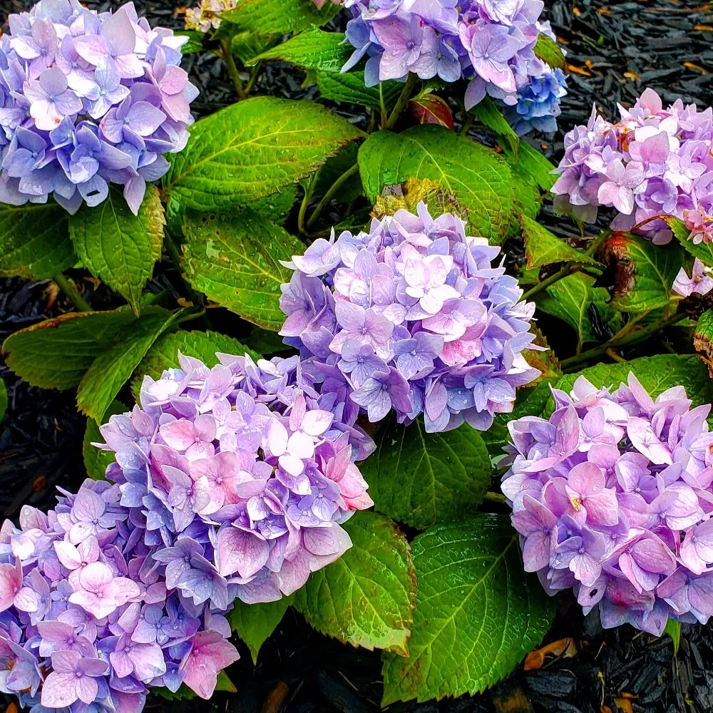 Top-rated landscape installation for homes in Circleville, OH by Breiner's Lawn and Landscape