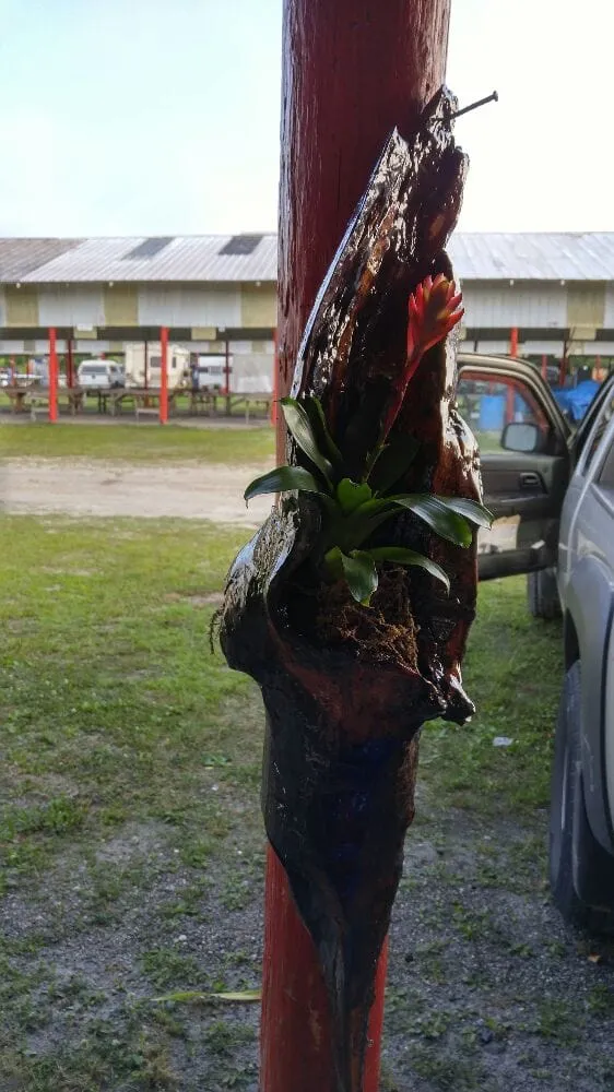 Reliable outdoor landscaping in Gainesville, FL by Brenda's Good Neighbor Service