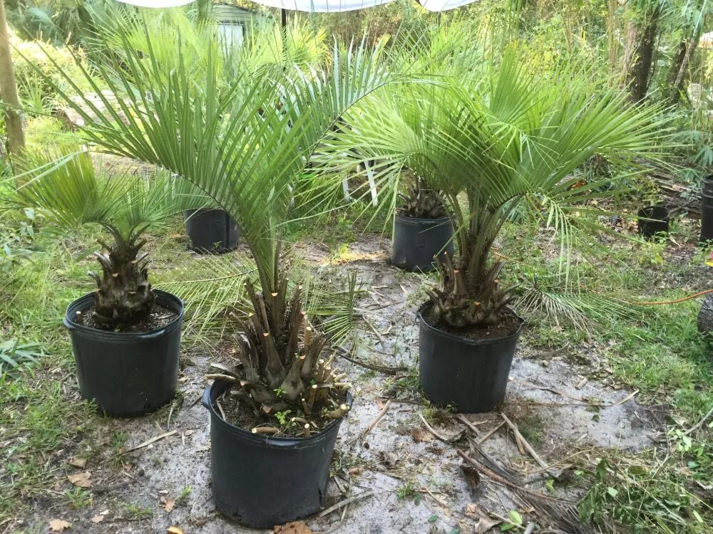 Local garden landscaping in Gainesville, FL - Brenda's Good Neighbor Service