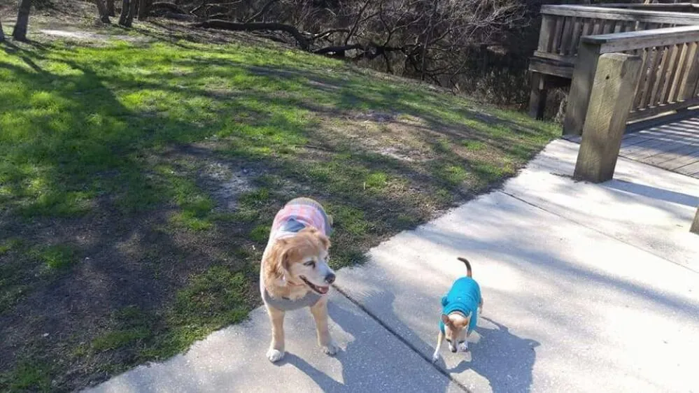 Reliable lawn mowing service in Gainesville, FL by Brenda's Good Neighbor Service