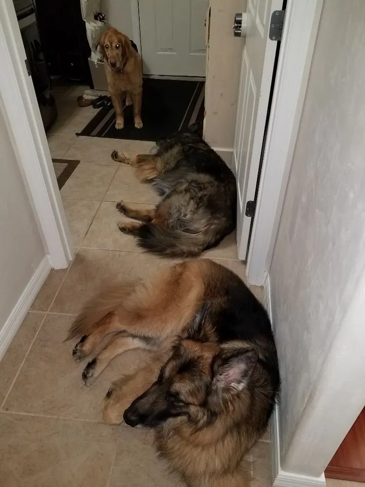 Trusted garden landscaping in Gainesville, FL by Brenda's Good Neighbor Service