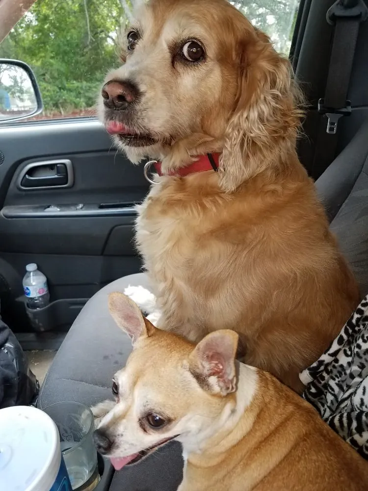 Local landscape installation experts serving Gainesville, FL - Brenda's Good Neighbor Service