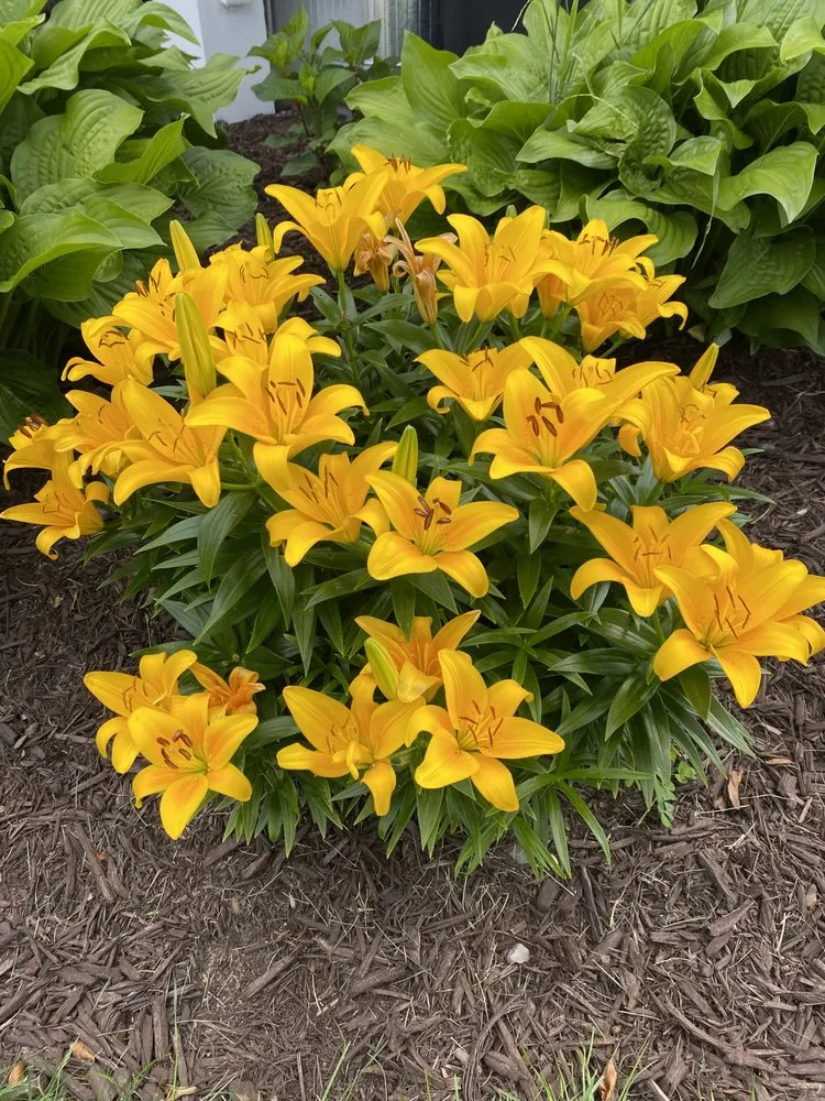 Local garden landscaping experts serving Clinton, MI - Brendon Shankland